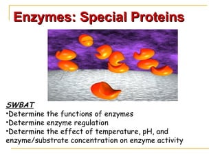 Enzymes: Special Proteins ,[object Object],[object Object],[object Object],[object Object]