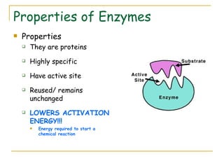 Enzymes