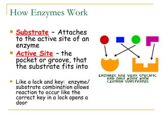 Enzymes