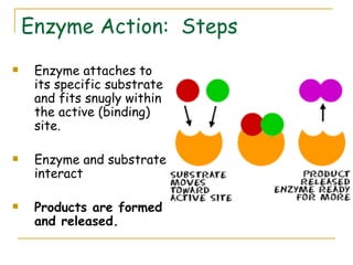 Enzymes