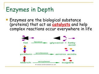 Enzymes