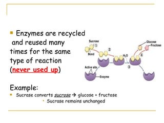 Enzymes