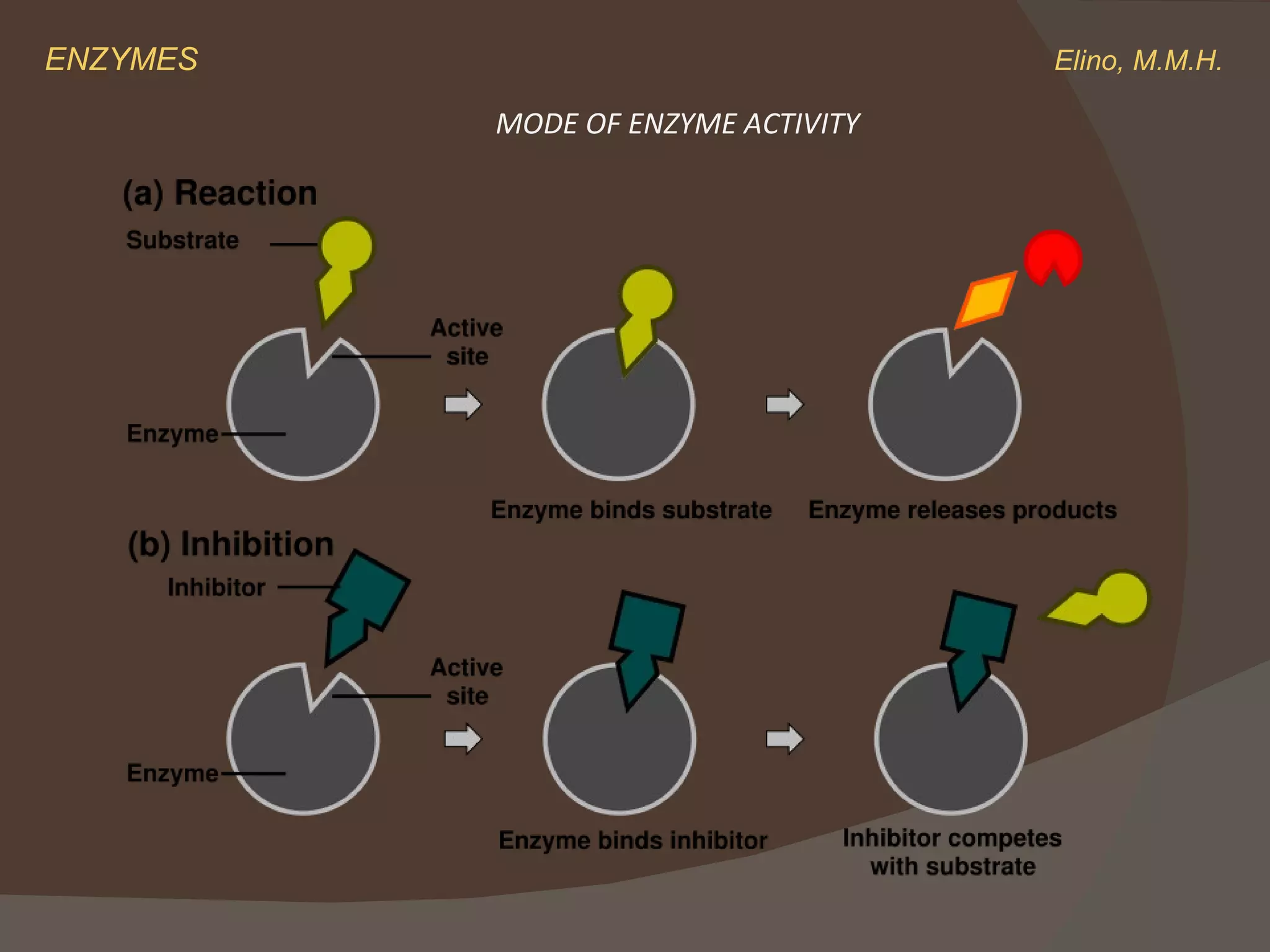 ENZYMES    Elino, M.M.H. MODE OF ENZYME ACTIVITY 