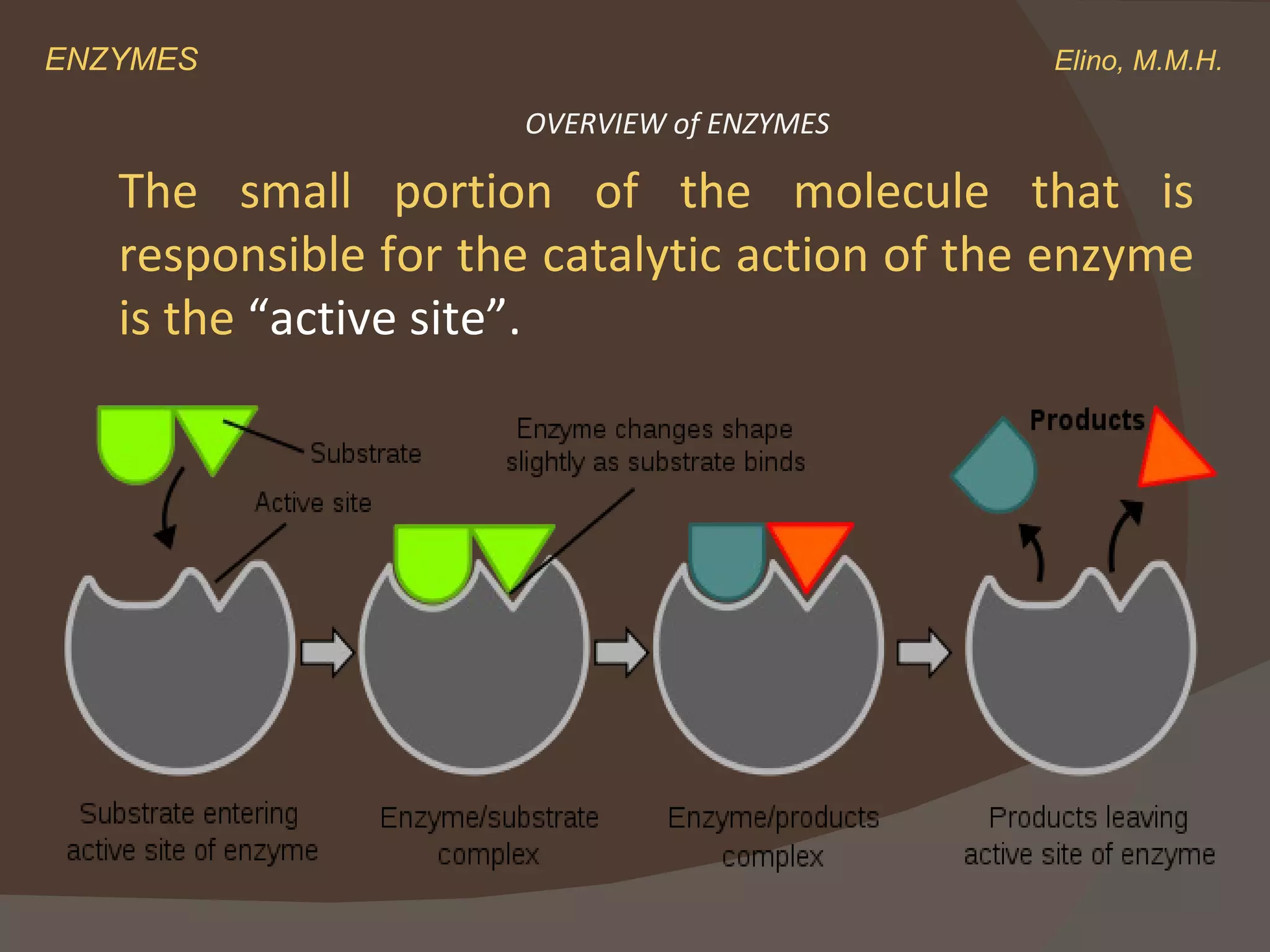 ENZYMES    Elino, M.M.H. The small portion of the molecule that is responsible for the catalytic action of the enzyme is the  “active site”.   OVERVIEW of ENZYMES 