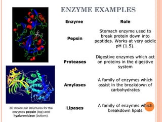 Enzymes | PPT