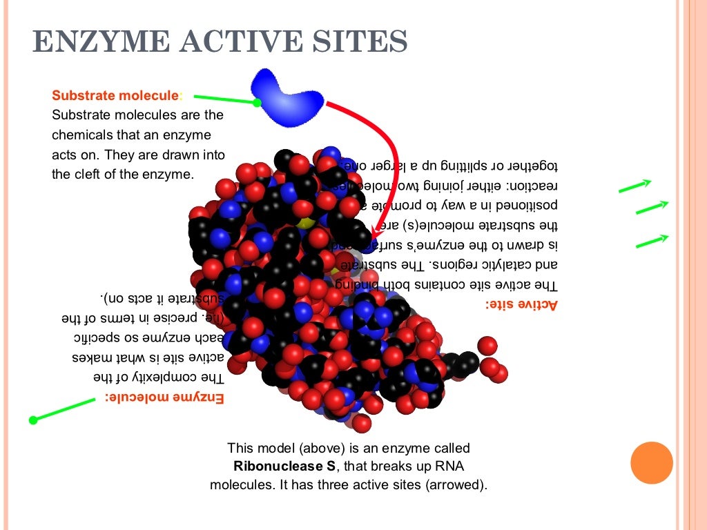 Enzymes
