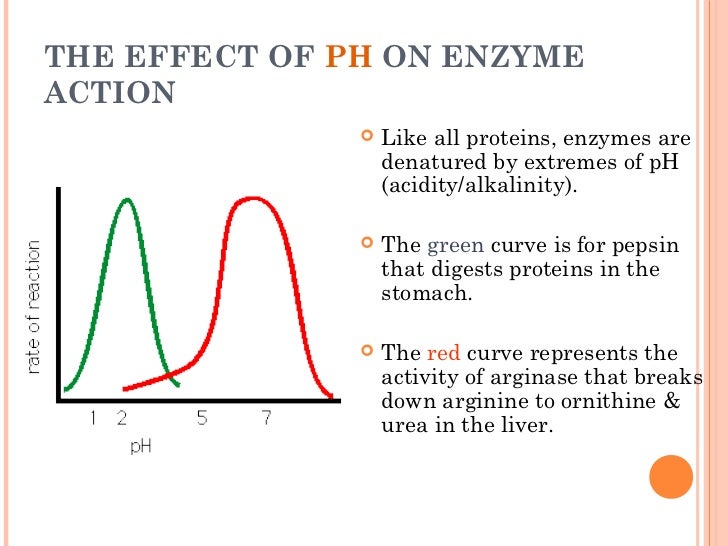 affect of temp on enzyme activity affect of temp on enzyme activity