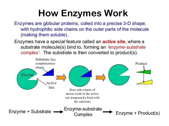 enzymes enzyme works