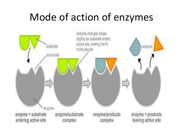 Enzymes