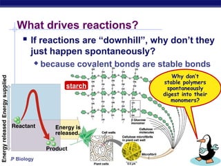 AP Biology
What drives reactions?
 If reactions are “downhill”, why don’t they
just happen spontaneously?
 because covalent bonds are stable bonds
Why don’t
stable polymers
spontaneously
digest into their
monomers?
starch
 