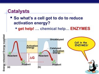 AP Biology
Catalysts
 So what’s a cell got to do to reduce
activation energy?
 get help! … chemical help… ENZYMES
∆G
Call in the
ENZYMES!
 
