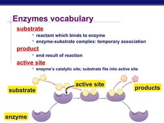 AP Biology
Enzymes vocabulary
substrate
 reactant which binds to enzyme
 enzyme-substrate complex: temporary association
product
 end result of reaction
active site
 enzyme’s catalytic site; substrate fits into active site
substrate
enzyme
products
active site
 