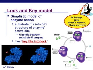 AP Biology
Lock and Key model
 Simplistic model of
enzyme action
 substrate fits into 3-D
structure of enzyme’
active site
 H bonds between
substrate & enzyme
 like “key fits into lock”
In biology…
Size
doesn’t matter…
Shape matters!
 