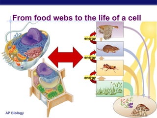 AP Biology
From food webs to the life of a cell
energy
energy
energy
 