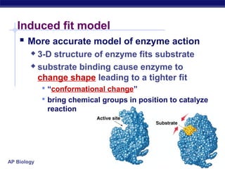 AP Biology
Induced fit model
 More accurate model of enzyme action
 3-D structure of enzyme fits substrate
 substrate binding cause enzyme to
change shape leading to a tighter fit
 “conformational change”
 bring chemical groups in position to catalyze
reaction
 