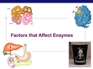 AP Biology 2007-2008
Factors that Affect Enzymes
 
