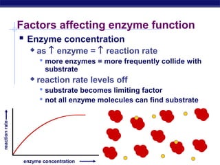 AP Biology
Factors affecting enzyme function
 Enzyme concentration
 as ↑ enzyme = ↑ reaction rate
 more enzymes = more frequently collide with
substrate
 reaction rate levels off
 substrate becomes limiting factor
 not all enzyme molecules can find substrate
enzyme concentration
reactionrate
 