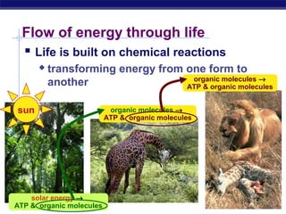 AP Biology
Flow of energy through life
 Life is built on chemical reactions
 transforming energy from one form to
another
organic molecules →
ATP & organic molecules
organic molecules →
ATP & organic molecules
sun
solar energy →
ATP & organic molecules
 