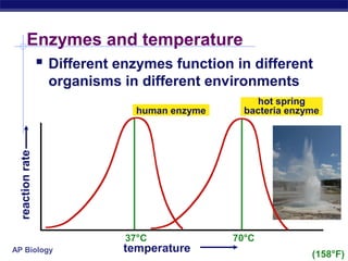 AP Biology
Enzymes and temperature
 Different enzymes function in different
organisms in different environments
37°C
temperature
reactionrate
70°C
human enzyme
hot spring
bacteria enzyme
(158°F)
 