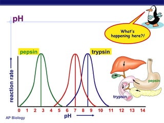 AP Biology
7
pH
pH
reactionrate
20 1 3 4 5 6 8 9 10
pepsin trypsin
What’s
happening here?!
11 12 13 14
pepsin
trypsin
 