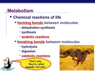 AP Biology
Metabolism
 Chemical reactions of life
 forming bonds between molecules
 dehydration synthesis
 synthesis
 anabolic reactions
 breaking bonds between molecules
 hydrolysis
 digestion
 catabolic reactions
That’s why
they’re called
anabolic steroids!
 