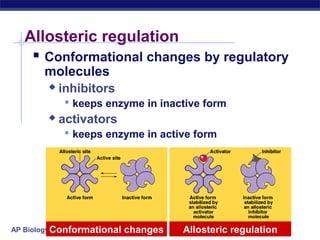 AP Biology
Allosteric regulation
 Conformational changes by regulatory
molecules
 inhibitors
 keeps enzyme in inactive form
 activators
 keeps enzyme in active form
Conformational changes Allosteric regulation
 