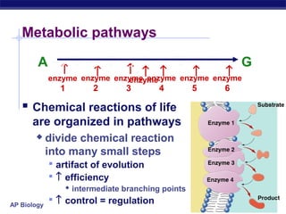 AP Biology
Metabolic pathways
A → B → C → D → E → F → G
enzyme
1
→
enzyme
2
→
enzyme
3
→
enzyme
4
→
enzyme
5
→
enzyme
6
→
 Chemical reactions of life
are organized in pathways
 divide chemical reaction
into many small steps
 artifact of evolution
 ↑ efficiency
 intermediate branching points
 ↑ control = regulation
A → B → C → D → E → F → G
enzyme
→
 