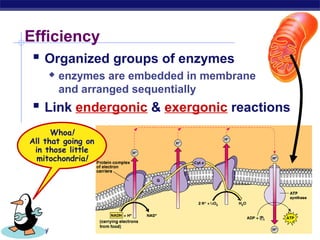 AP Biology
Efficiency
 Organized groups of enzymes
 enzymes are embedded in membrane
and arranged sequentially
 Link endergonic & exergonic reactions
Whoa!
All that going on
in those little
mitochondria!
 