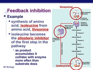 AP Biology
Feedback inhibition
 Example
 synthesis of amino
acid, isoleucine from
amino acid, threonine
 isoleucine becomes
the allosteric inhibitor
of the first step in the
pathway
 as product
accumulates it
collides with enzyme
more often than
substrate does
threonine
isoleucine
 