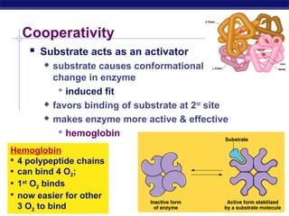 AP Biology
Cooperativity
 Substrate acts as an activator
 substrate causes conformational
change in enzyme
 induced fit
 favors binding of substrate at 2nd
site
 makes enzyme more active & effective
 hemoglobin
Hemoglobin
 4 polypeptide chains
 can bind 4 O2;
 1st
O2 binds
 now easier for other
3 O2 to bind
 