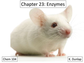 Chapter 23: Enzymes

Chem 104

K. Dunlap

 