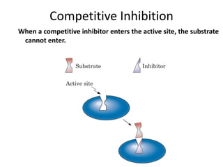 Enzymes | PPTX