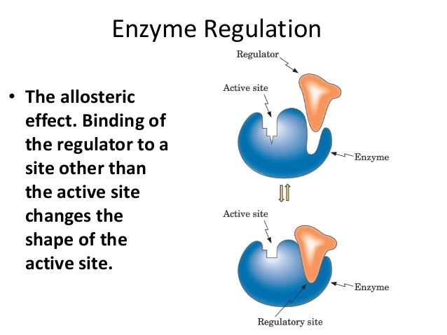 allosteric enzyme