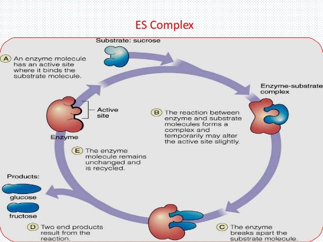 enzymology and catalytic mechanism essay Biology essays (examples) 2 pages document type: essay paper #: enzymology and catalytic mechanism carbohydrate metabolism adenosine triphosphate atp. enzymology and catalytic mechanism essay Biology essays (examples) 2 pages document type: essay paper #: enzymology and catalytic mechanism carbohydrate metabolism adenosine triphosphate atp.