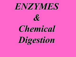 ENZYMES 
& 
Chemical 
Digestion 
 
