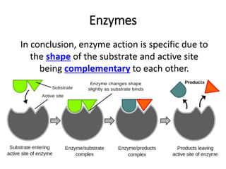Enzymes
In conclusion, enzyme action is specific due to
the shape of the substrate and active site
being complementary to each other.
 