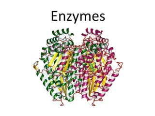 Enzymes
 