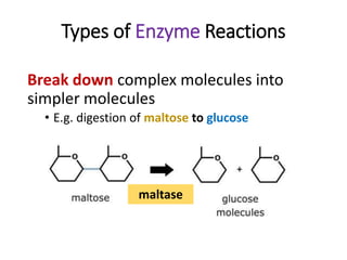 Types of Enzyme Reactions
Break down complex molecules into
simpler molecules
• E.g. digestion of maltose to glucose
maltase
 