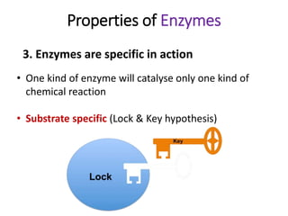 3. Enzymes are specific in action
Properties of Enzymes
• One kind of enzyme will catalyse only one kind of
chemical reaction
• Substrate specific (Lock & Key hypothesis)
 