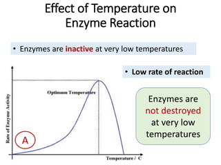 Effect of Temperature on
Enzyme Reaction
A
• Enzymes are inactive at very low temperatures
• Low rate of reaction
Enzymes are
not destroyed
at very low
temperatures
 
