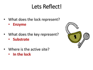 Lets Reflect!
• What does the lock represent?
• Enzyme
• What does the key represent?
• Substrate
• Where is the active site?
• In the lock
 