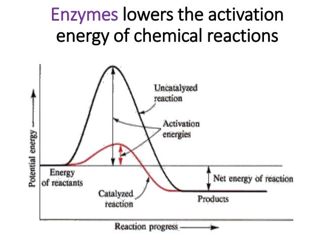 Enzymes