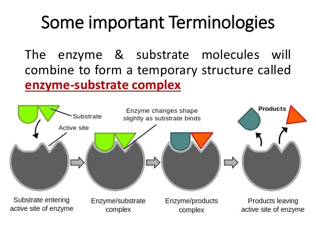 enzyme substrate Enzyme active site and substrate specificity enzymes bind with chemical reactants called substrates there may be one or more substrates for each type of enzyme. enzyme substrate Enzyme active site and substrate specificity enzymes bind with chemical reactants called substrates there may be one or more substrates for each type of enzyme.