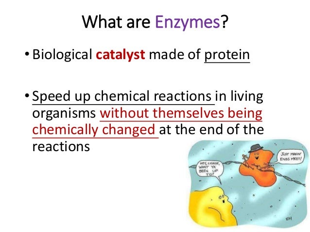 Are enzymes proteins?