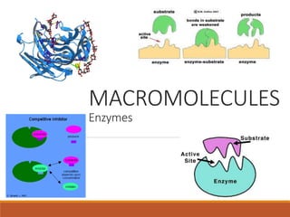 MACROMOLECULES
Enzymes
 