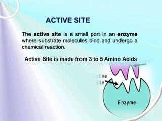 Enzymes | PPTX