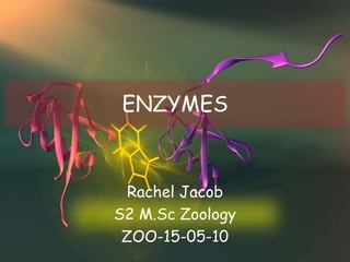 ENZYMES
Rachel Jacob
S2 M.Sc Zoology
ZOO-15-05-10
 