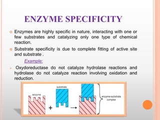 Reaction Specificity Example Enzymes | PPTX