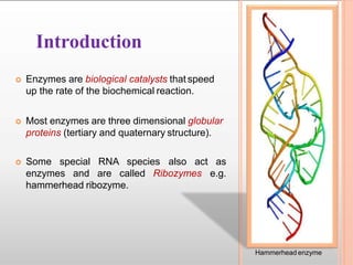 Enzymes | PPT