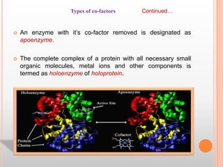  An enzyme with it’s co-factor removed is designated as
apoenzyme.
 The complete complex of a protein with all necessary small
organic molecules, metal ions and other components is
termed as holoenzyme of holoprotein.
Types of co-factors Continued…
 
